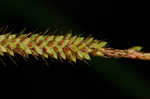 Great smokey mountain sedge